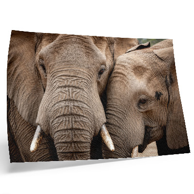 Photo canvas Two large elephants closeness warm shades