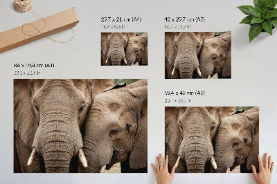 Photo canvas Two large elephants closeness warm shades