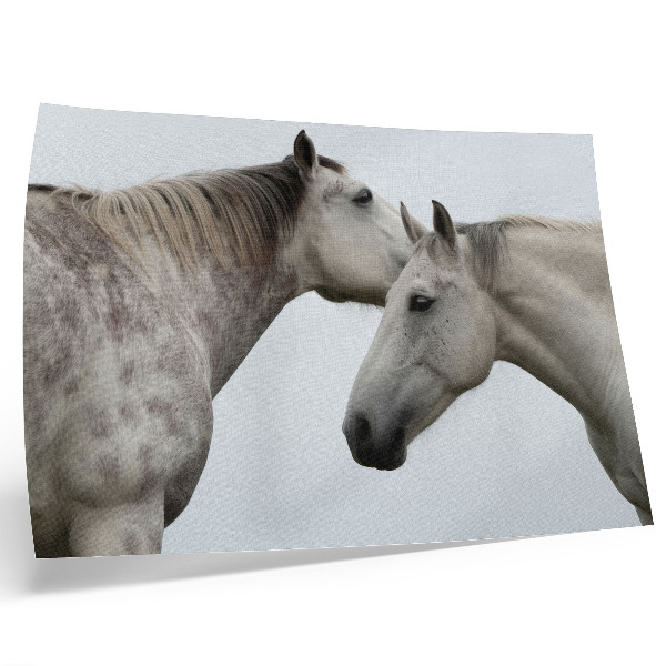 Poster Two horses in harmony of gray and white