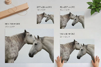 Poster Two horses in harmony of gray and white