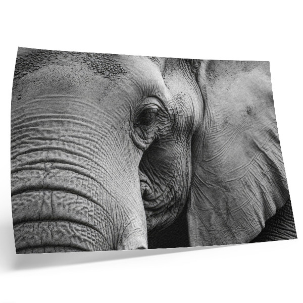 Poster Monochrome elephant details minimalism elegance