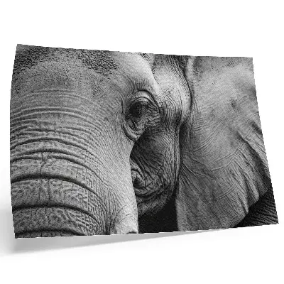 Elephant poster minimalist monochrome detail design