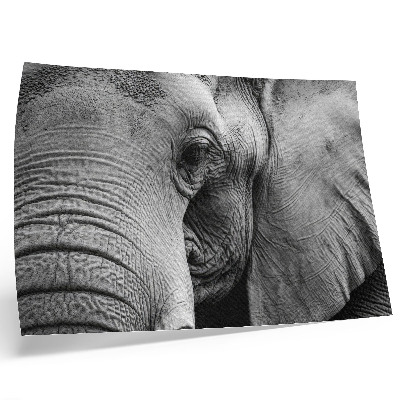Poster Monochrome elephant details minimalism elegance