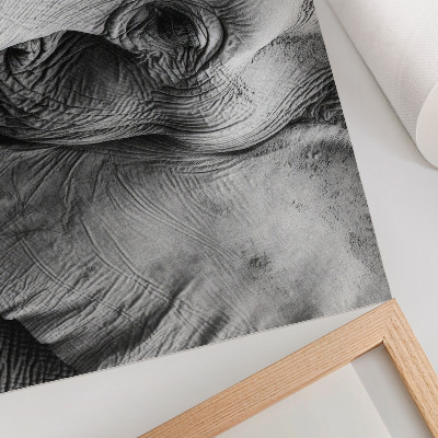 Poster Monochrome elephant details minimalism elegance