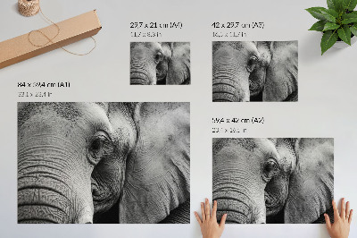 Poster Monochrome elephant details minimalism elegance