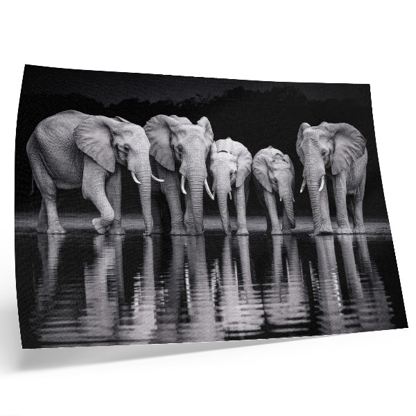 Poster Elephants by the water, peaceful harmony and reflection