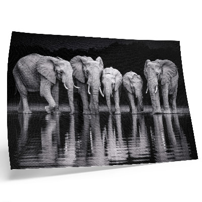 Poster Elephants by the water, peaceful harmony and reflection