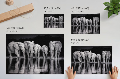 Poster Elephants by the water, peaceful harmony and reflection