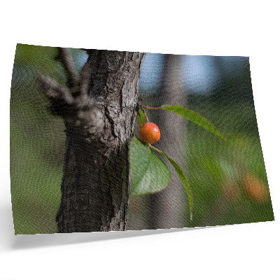 Poster Orange fruit green leaves brown bark