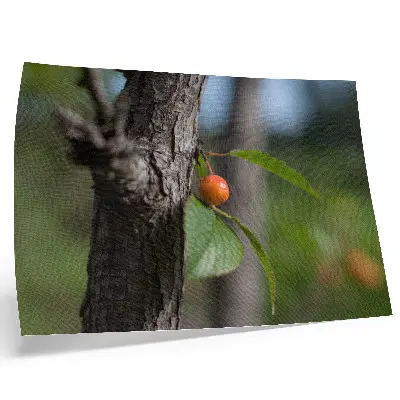 Poster orange fruit with green leaves and brown bark
