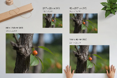 Poster Orange fruit green leaves brown bark