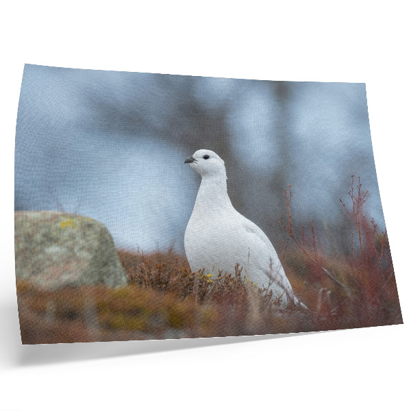 Poster A white bird in a winter setting