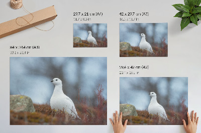 Poster A white bird in a winter setting