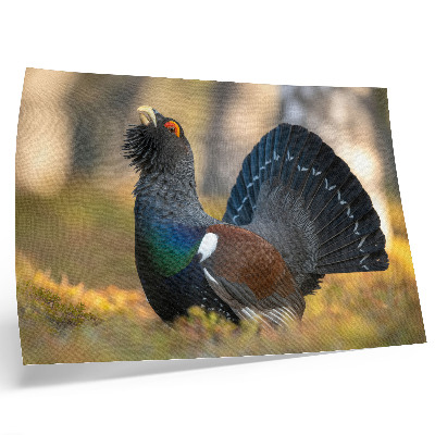 Photo canvas Beautiful bird in the forest, spreading tail, color