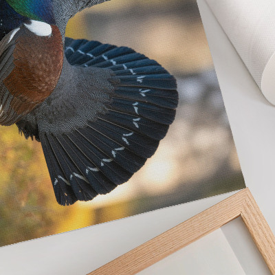 Photo canvas Beautiful bird in the forest, spreading tail, color