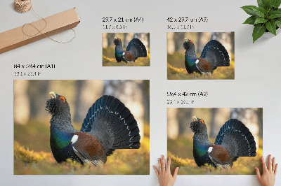Photo canvas Beautiful bird in the forest, spreading tail, color