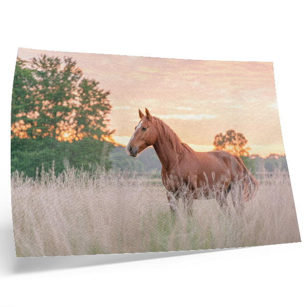 Poster Horse in the meadow in the morning, pastel colors, relaxation