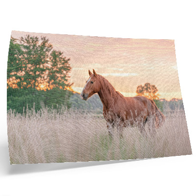 Poster Horse in the meadow in the morning, pastel colors, relaxation