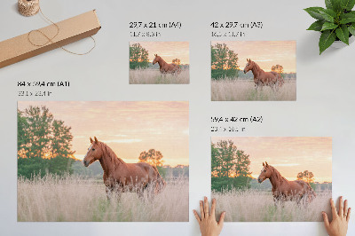 Poster Horse in the meadow in the morning, pastel colors, relaxation