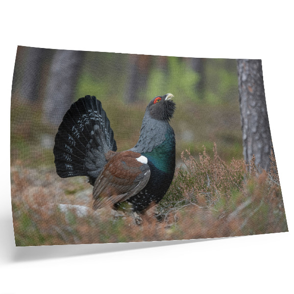Poster Bird colors forest nature peaceful atmosphere