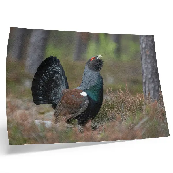 Poster featuring colorful birds in a peaceful forest setting