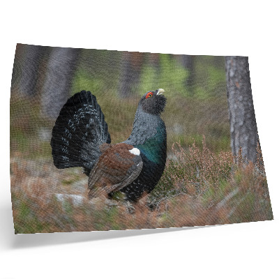 Poster Bird colors forest nature peaceful atmosphere