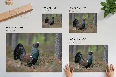 Poster featuring colorful birds in a peaceful forest setting