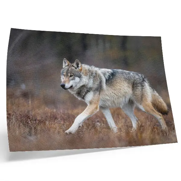 Decorative canvas print featuring a wolf in motion against a wild nature landscape