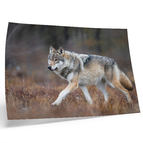 Decorative canvas print Wolf in motion wild landscape nature