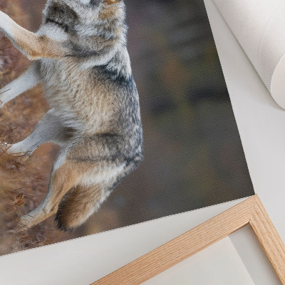 Decorative canvas print Wolf in motion wild landscape nature