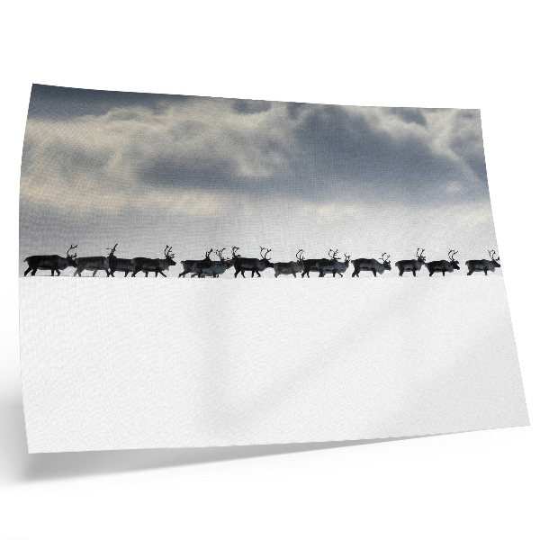 Poster Reindeer in the snow, silence and space