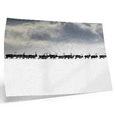 Poster reindeer in the snow at peace and in a vast landscape