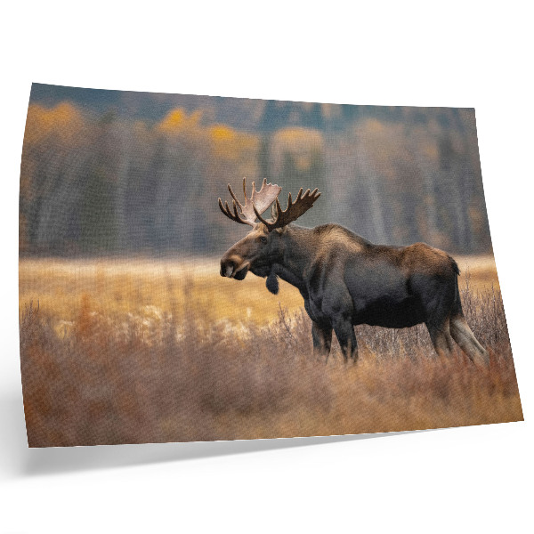 Decorative canvas print Moose autumn landscape harmony wildness nature