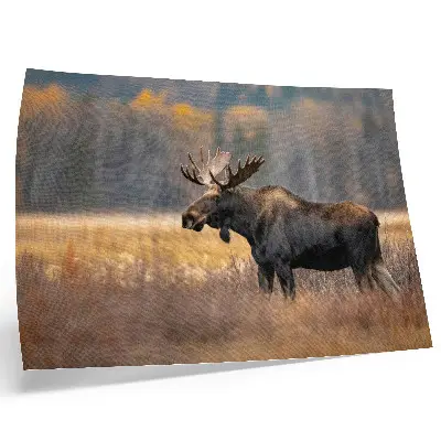 Decorative canvas print featuring a moose in an autumn landscape
