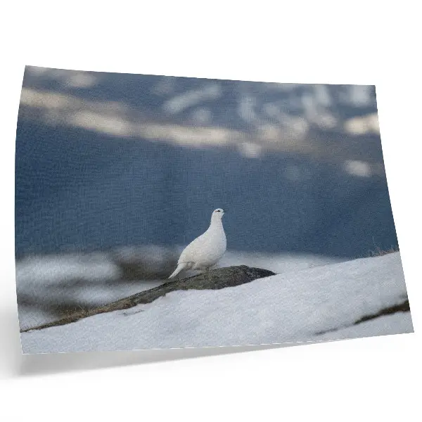 Decorative canvas print bird in the snow winter landscape