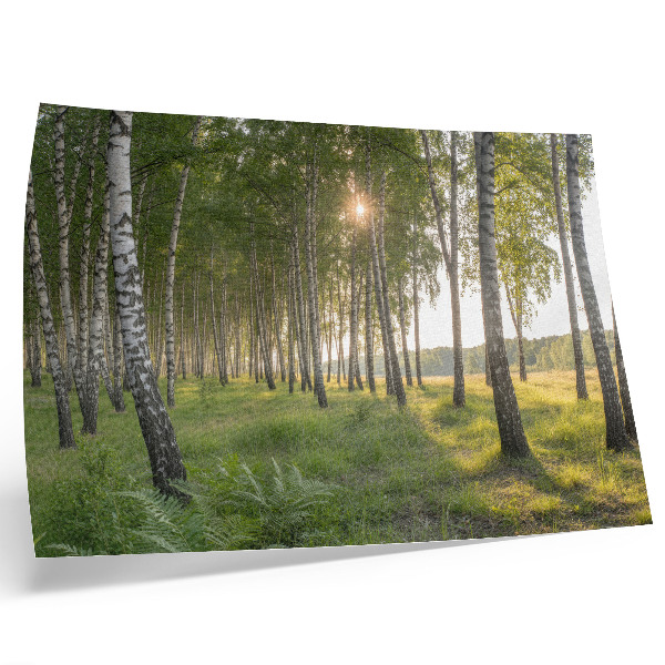 Decorative canvas print Birch forest sun rays symmetry green