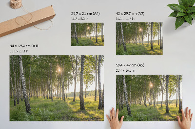 Decorative canvas print Birch forest sun rays symmetry green