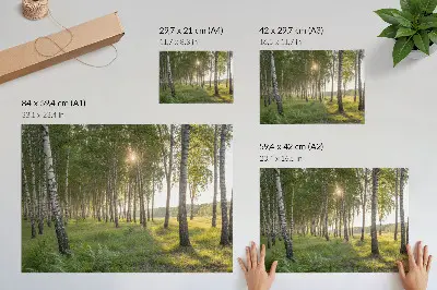 Decorative canvas print birch forest with sun rays in symmetry and green tones