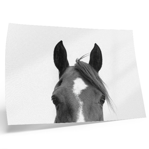 Poster Black and white photography of horse elegance