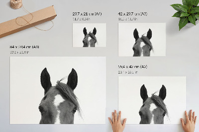 Poster Black and white photography of horse elegance