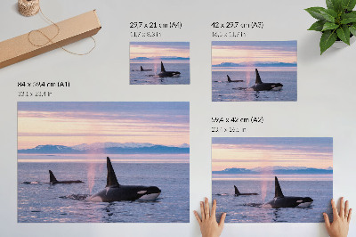 Photo canvas Killer whales against a pastel seascape