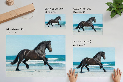 Poster Horse galloping coast blue sky