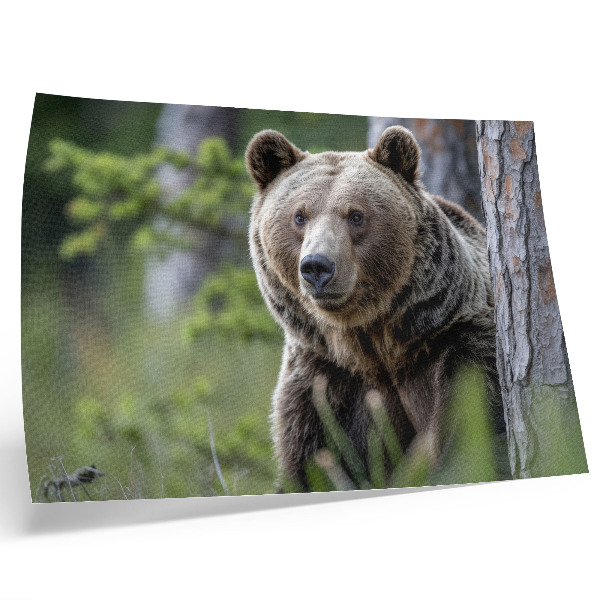 Photo canvas A bear in a forest full of natural charm