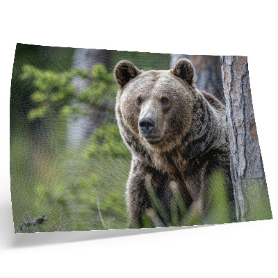 Photo canvas A bear in a forest full of natural charm