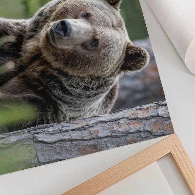 Photo canvas A bear in a forest full of natural charm