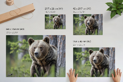 Photo canvas A bear in a forest full of natural charm