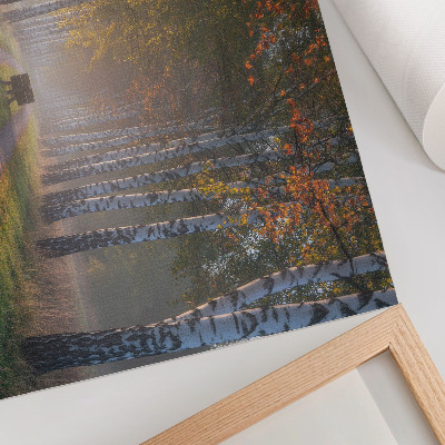 Poster Symmetrical birches, foggy light, autumn alley
