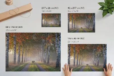 Poster symmetrical birches in a foggy autumn alley