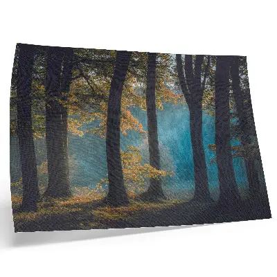 Poster quiet forest with morning sun and colorful leaves