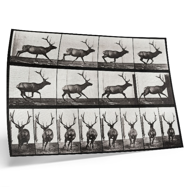 Poster Animal Locomotion Plate No. 695 (1887), photograph by Eadweard Muybridge